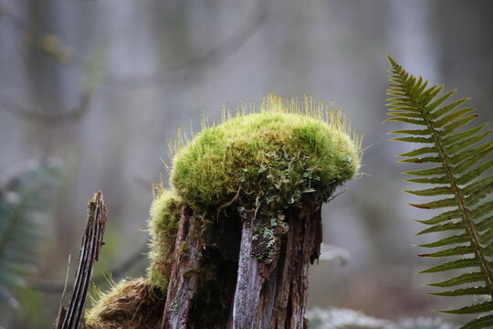 A mossy stump next to a fern leaf, Washington state, Olympic Peninsula