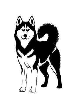 Black and white illustration of a standing Siberian Husky dog.