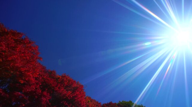 新井のモミジ並木と太陽の光芒
