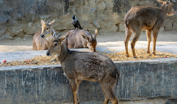 Four animal behind the cage - herd of hog deer eating midday meal and a crow waiting on the back of one deer to have chance to share food in some zoo