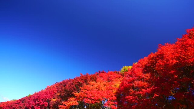 新井のモミジ並木