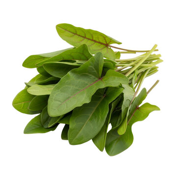 Bunch of fresh sorrel leaves with red veins