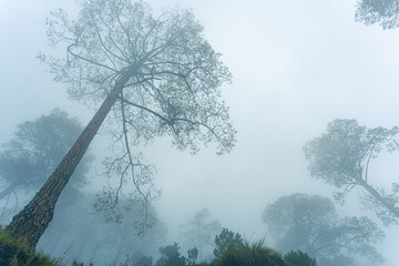 Naklejka premium A serene landscape of foggy forest with trees at Madmaheshwar temple, Uttarakhand, India
