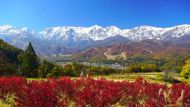 野平の紅葉のブルーベリーと白馬連峰