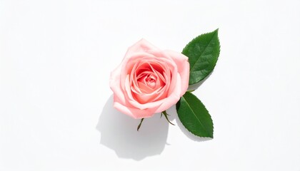 Naklejka premium Pink Rose Flat Lay on White Background. Top view pink rose arranged on clean white background with soft shadow.