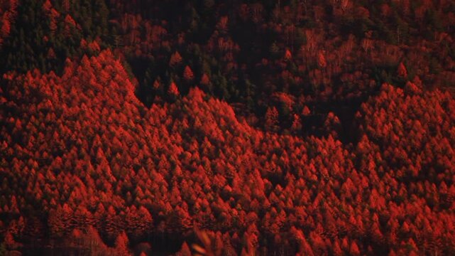 夕方の王ヶ鼻から望む富士山と紅葉の樹林