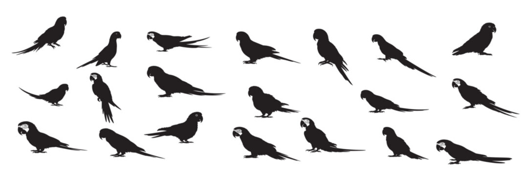 parrots silhouette white background