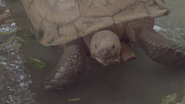Front view of African spurred tortoise or Sulcata tortoise moving on the ground.