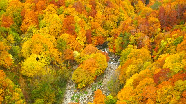城ヶ倉大橋から望む城ヶ倉渓谷の紅葉