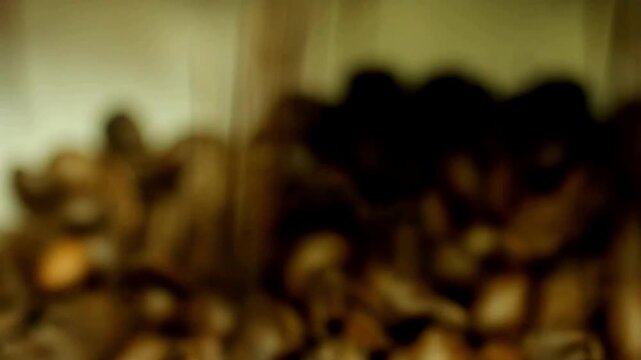 Coffee beans roasting process in small roaster factory burning cooling processes beverage