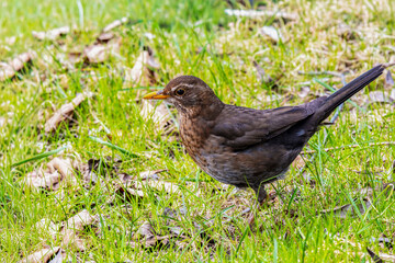  Kos (Turdus merula). Samica. © Janusz Lipiński