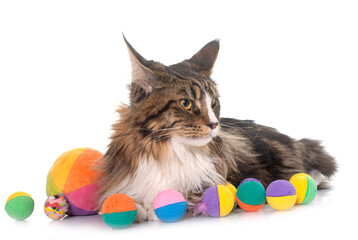 maine coon cat and toys © cynoclub