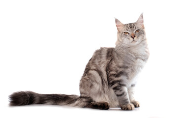 maine coon cat © cynoclub