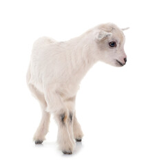 Naklejka premium white young goat