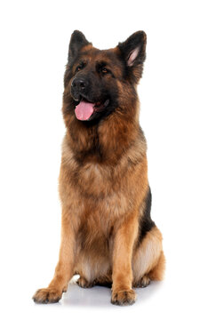 adult german shepherd