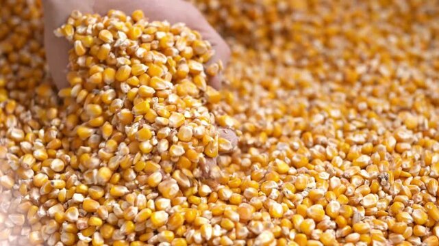 Slow Motion Farmer Hands Cupping Maize Kernels in Field After Harvest is Done. sowing, Top view of popped corn kernels, Shortages in cooking plant HD