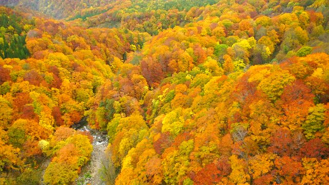 城ヶ倉大橋から望む城ヶ倉渓谷の紅葉