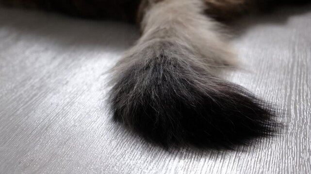 Fluffy cat tail wagging hints at alert curiosity or playful excitement. Cats wagging their tails can be signs of emotions like angry, anxiety, concentration, agitation, stress. Longhair breed cat