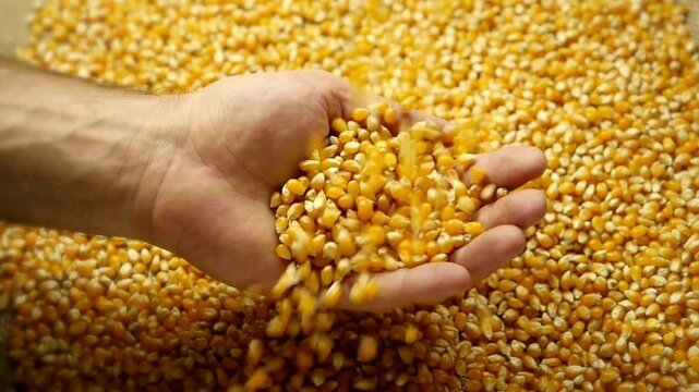 corn kernel Grains in Hands the grain for suitability for planting. Countryside soil. Close up farmer scooping corn kernels in basket, plantations