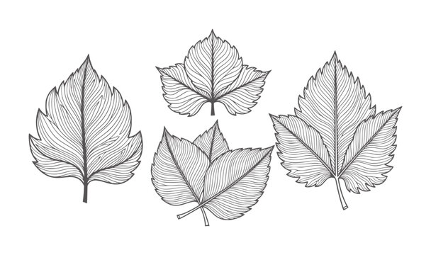 Four line of autumn leaves in dark grey leaf