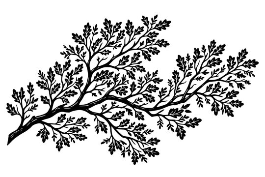 Vintage black ink drawing of an oak tree branch with detailed leaves. Classic woodcut style botanical illustration featuring organic textures, perfect for nature-themed designs, logos, and decorative 