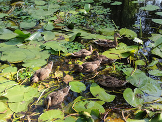 Naklejka premium Ducks in Blooming Pond Water Lilies Flock of ducks feeding in a green blooming pond with water lilies. Natural camouflage of birds blending with green and brown environment in peaceful wildlife scene.