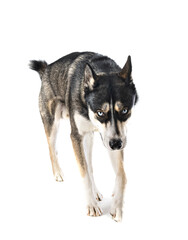 siberian husky in studio © cynoclub