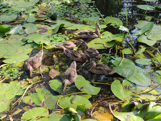 Naklejka premium Ducks in Blooming Pond Water Lilies Flock of ducks feeding in a green blooming pond with water lilies. Natural camouflage of birds blending with green and brown environment in peaceful wildlife scene.