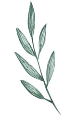 Obraz premium Hand-painted watercolor leaf isolated on white background. Minimal botanical design element for invitations, greeting cards, logos, eco packaging, wedding stationery, prints and natural themed brandin