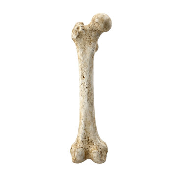 Human femur bone isolated on transparent background