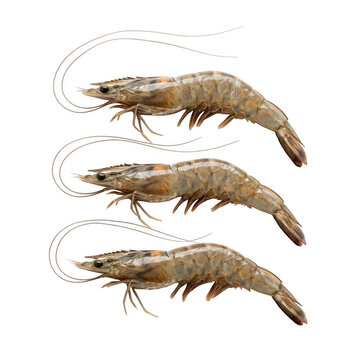 Three fresh shrimp are displayed in a repeating pattern isolated on transparent background