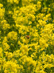 Fototapeta premium Orange butterfly on yellow rapeseed flowers in a spring field