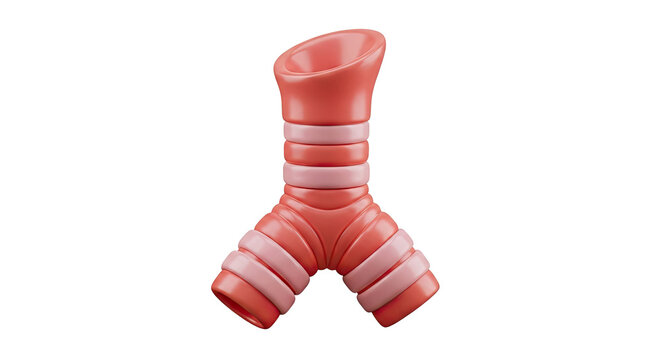 3D Model of Trachea and Bronchi