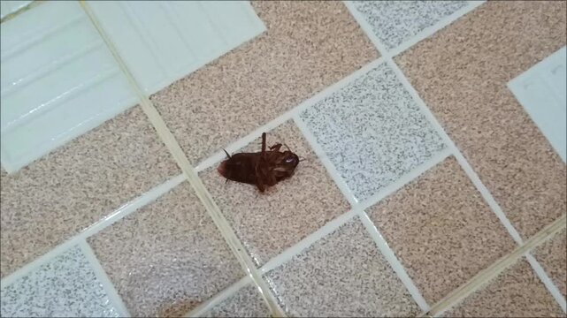Live Cockroach Lying Upside Down Motionless on Tiled Floor