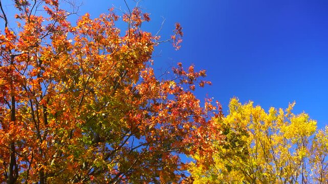 大湯環状列石の紅葉の木立