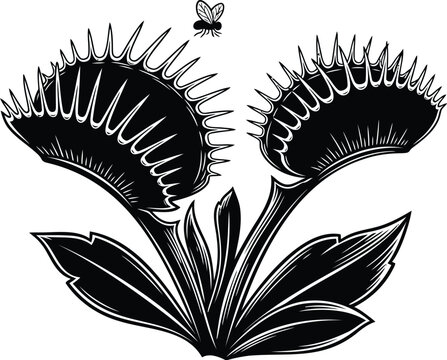 Venus flytrap, carnivorous plant, black and white illustration, insectivorous, botanical vector