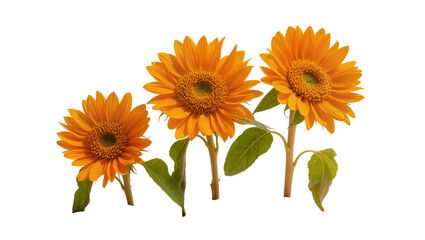 Fototapeta premium Vibrant Yellow Sunflowers with Green Leaves and Stems