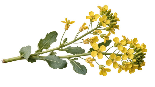 Yellow Mustard Flower Stem with Green Leaves and Buds