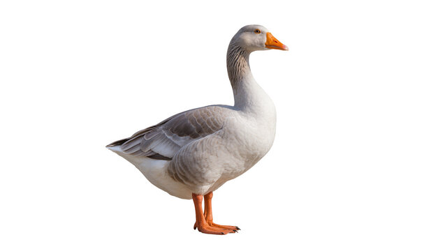 Gray domestic goose standing side view with orange beak and legs
