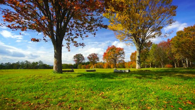 大湯環状列石の紅葉の木立