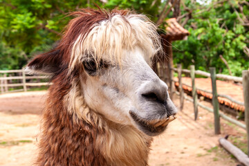 Fototapeta premium Close-up portrait of a brown and white Llama showing prominent lower teeth in a rural farm setting, Brazil.