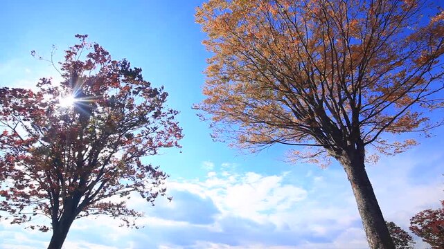大湯環状列石の紅葉の木立と午後の木もれ日