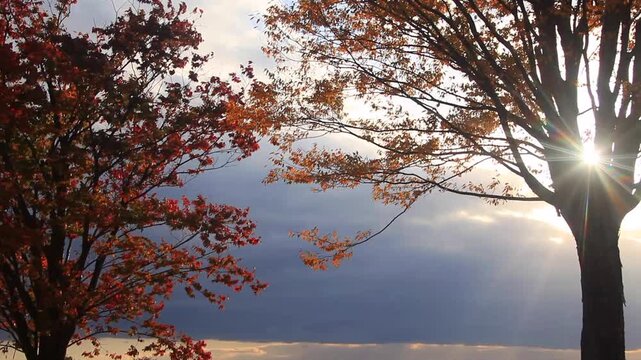 大湯環状列石の紅葉の木立と夕方の木もれ日