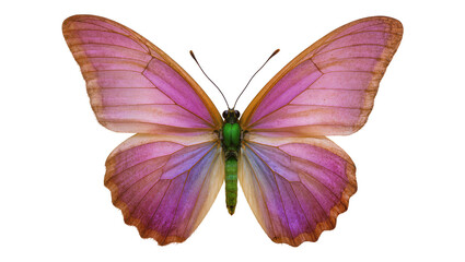 Pink purple iridescent butterfly with green body and delicate wings © Lena