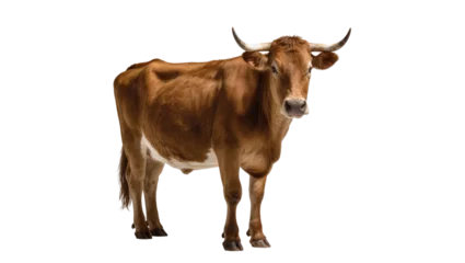 Fotobehang Koe Brown horned cow standing facing forward with udder visible  © Sarah
