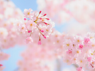 Fototapeta premium 満開の枝垂れ桜のクローズアップ。残りいくつかのツボミが開花しようとする見頃の時期。ふんわりボケた背景。明るい雰囲気。やさしい穏やかな春のイメージ。心象風景。