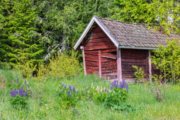 Old wooden shed on a meadow with flowering lupin flowers in the summer © Lars Johansson