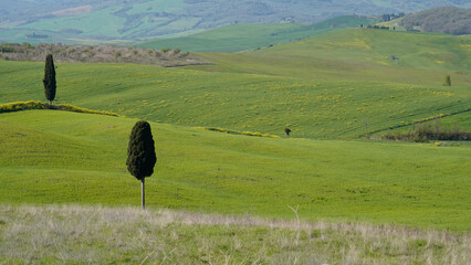 Naklejka premium I dintorni di Pienza, caratteristico borgo rinascimentale, offrono panorami mozzafiato sulle colline della Val D'Orcia, patrimonio dell'umanità Unesco. Provincia di Siena, Toscana, Italia