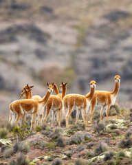 Fototapeta premium Vicuna in the Peruvian Andes outside Arequipa, Peru
