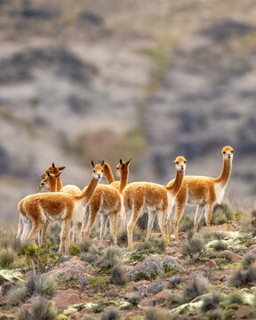 Vicuna in the Peruvian Andes outside Arequipa, Peru